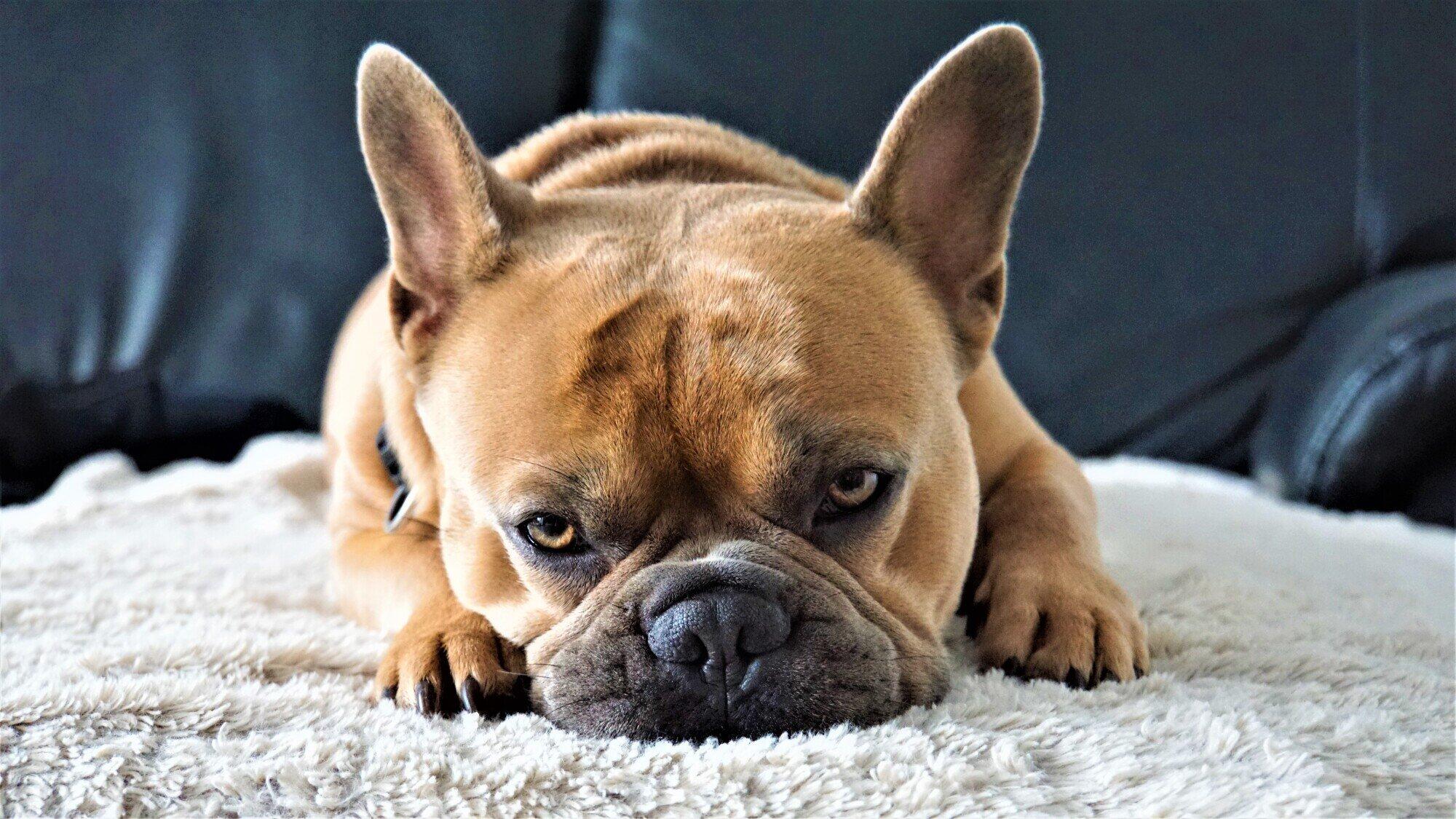 Pros and Cons of Allowing Pets in Your Coppell, TX Rental Property